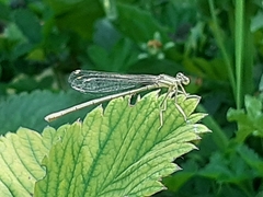 Platycnemis pennipes