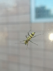 Chlorophorus signaticollis