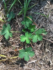 Geranium thunbergii