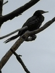Microcarbo africanus