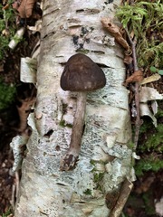 Pluteus rangifer