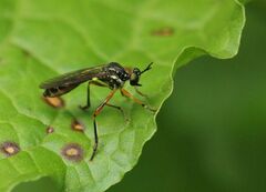Dioctria hyalipennis
