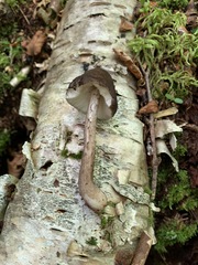 Pluteus rangifer