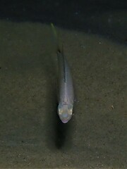 Parequula melbournensis