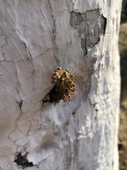 Tetragonisca angustula