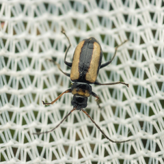 Calomicrus circumfusus