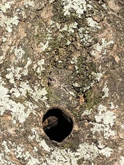 Nannotrigona testaceicornis