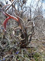 Tillandsia intermedia