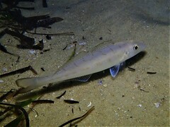 School Whiting photo 4