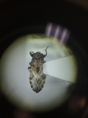 Phlegyas abbreviatus