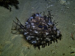 Chaetodermis penicilligerus