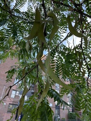 Gleditsia triacanthos