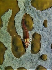 Helcogramma