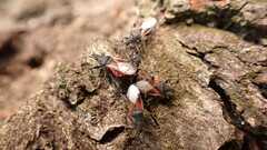 Oxycarenus lavaterae