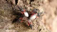 Oxycarenus lavaterae