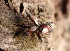 Oxycarenus lavaterae