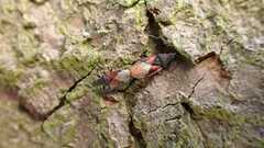 Oxycarenus lavaterae