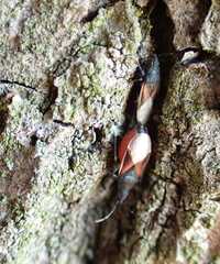 Oxycarenus lavaterae