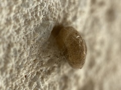 Stylommatophora