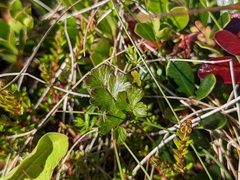 Thalictrum alpinum