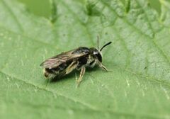 Andrena