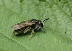 Andrena