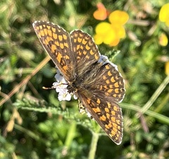 Melitaea athalia