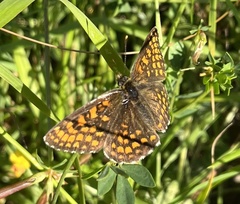 Melitaea athalia