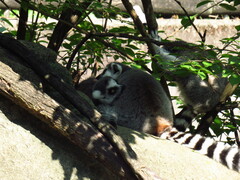Lemur