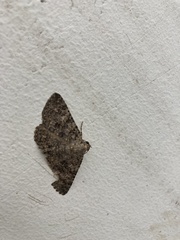 Polydesma boarmoides