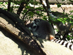 Lemur