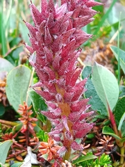 Salix arctophila