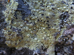 Pertusaria tejocotensis