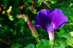 Ipomoea decasperma