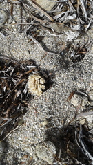 Fasciolariidae