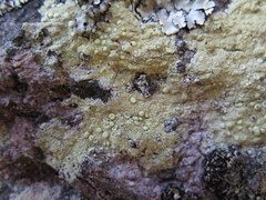 Pertusaria tejocotensis