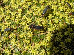 Chauliognathus magellanicus