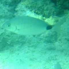 Diplodus bermudensis