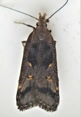 Dichomeris juncidella