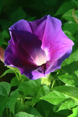 Ipomoea decasperma