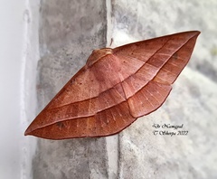 Sarcinodes carnearia