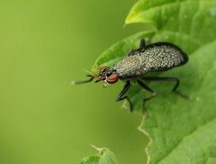 Coremacera marginata