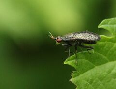 Coremacera marginata