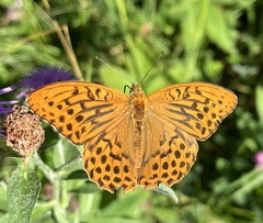 Argynnis paphia
