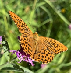 Argynnis paphia