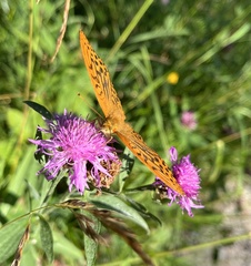 Argynnis paphia