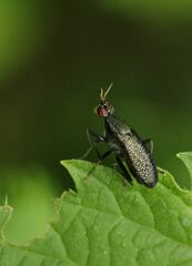 Coremacera marginata