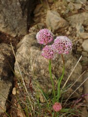 Armeria maritima sibirica