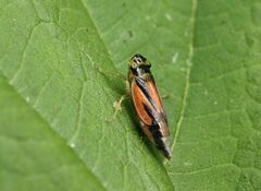 Evacanthus interruptus