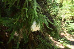 Zhangixalus arboreus